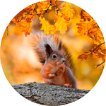Eichhörnchen im Herbstwald